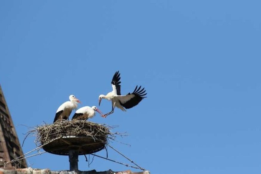 Vallée de Munster : Une riche programmation pour le Printemps des Cigognes